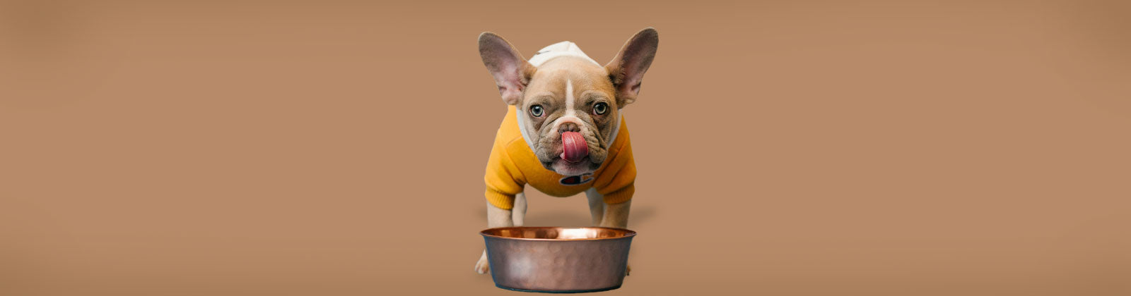 Hundefutter (Nass & Trocken) für Hunde bei Felliono