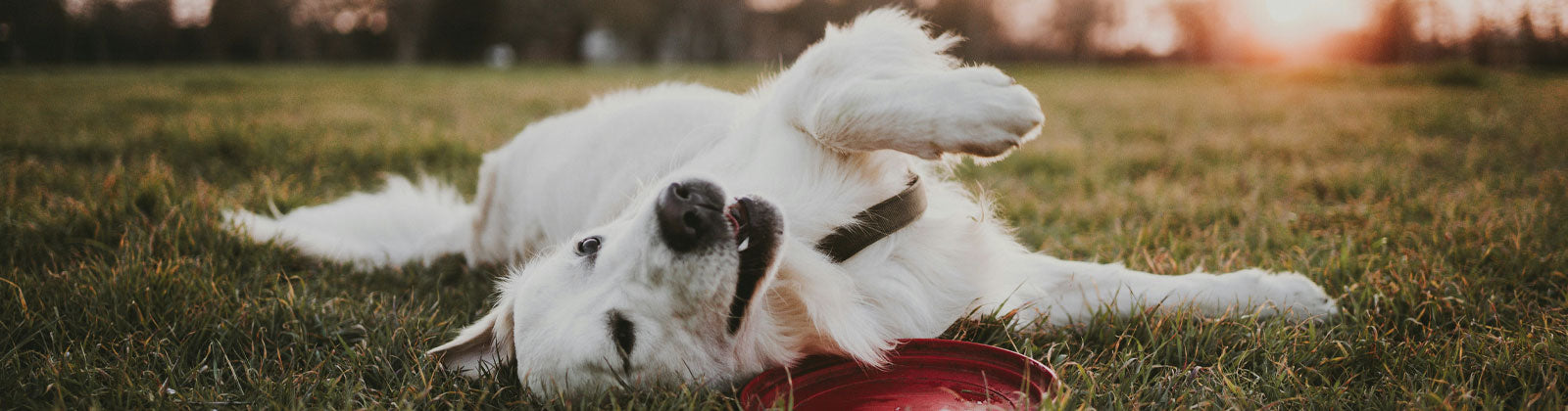 Hundespielzeug & Intelligenzspielzeug für Hunde bei Felliono
