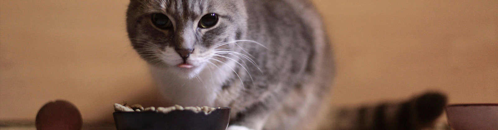Katze bekommt Leckerlie, Belohnung von Felliono