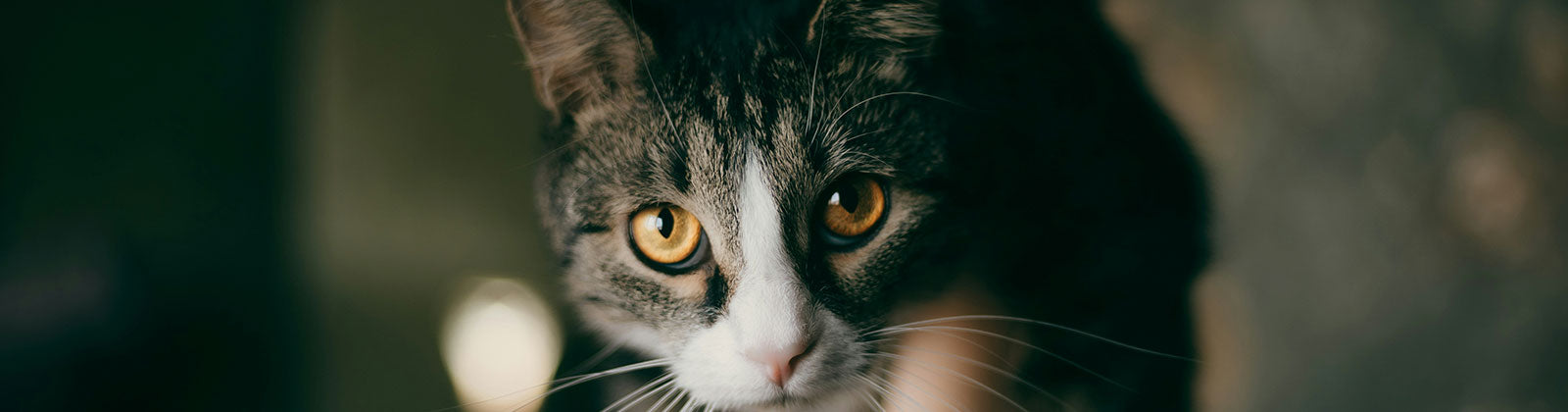 katze wird vorsichtig gebuerstet und gepflegt im hellen wohnzimmer