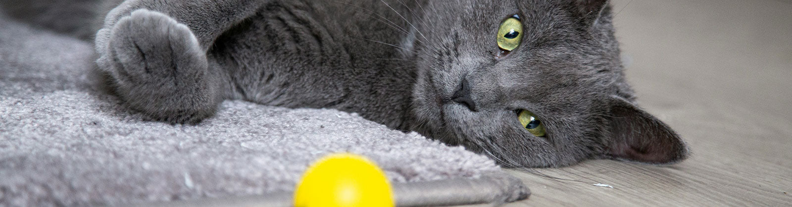 Katzenspielzeug & Beschäftigung bei Felliono