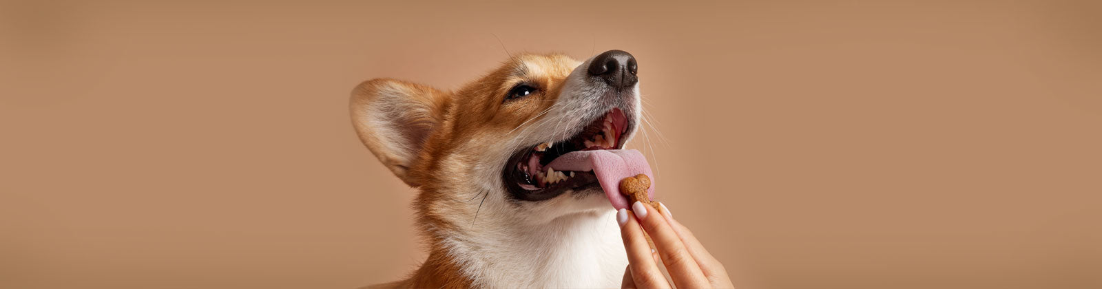 Leckerlis & Snacks für Hunde bei Felliono