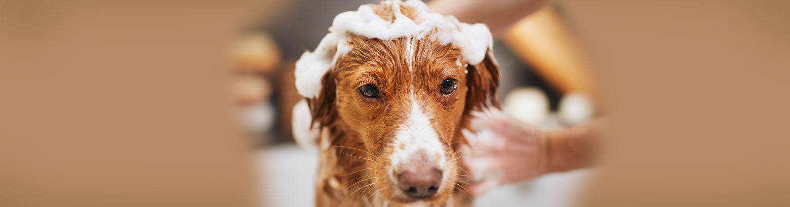 Pflege & Hygiene für Hunde bei Felliono