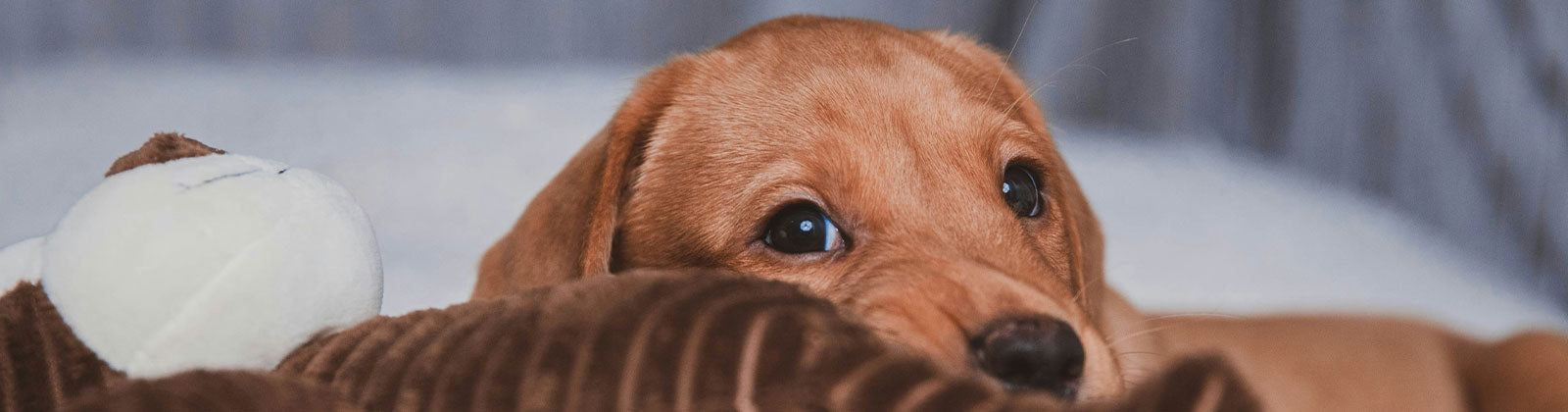 Gemütliches Hundebett mit entspanntem Hund in stilvollem Ambiente