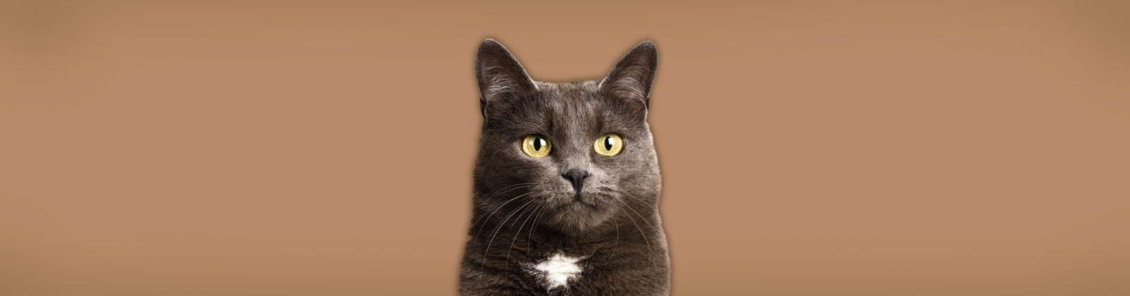 Alle für Katzen bei Felliono
