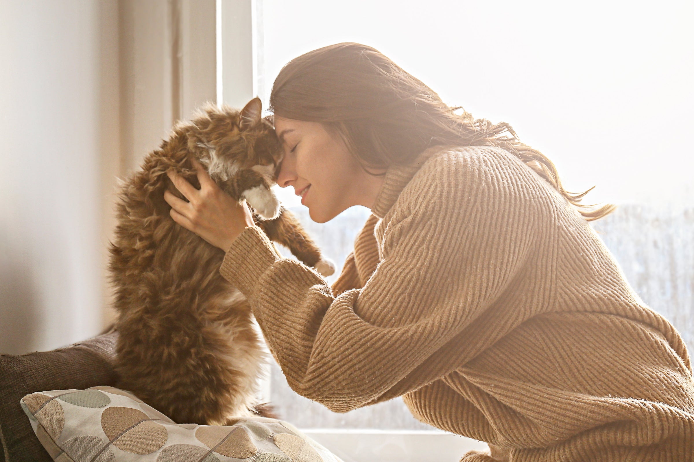 Katzen
