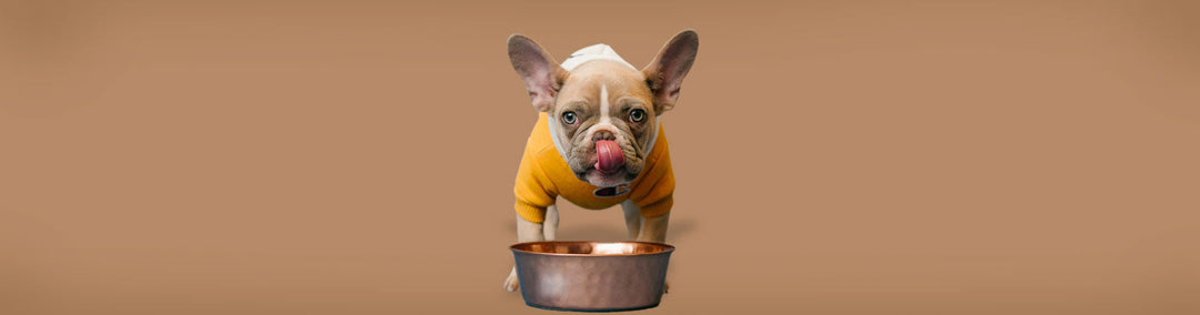Hundefutter (Nass & Trocken) für Hunde bei Felliono