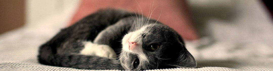 katze liegt eingerollt in weichem modernen katzenbett aus filz