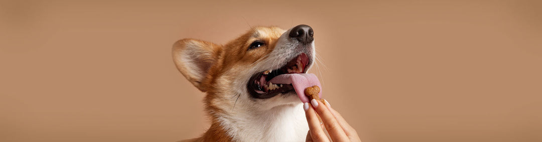 Leckerlis & Snacks für Hunde bei Felliono