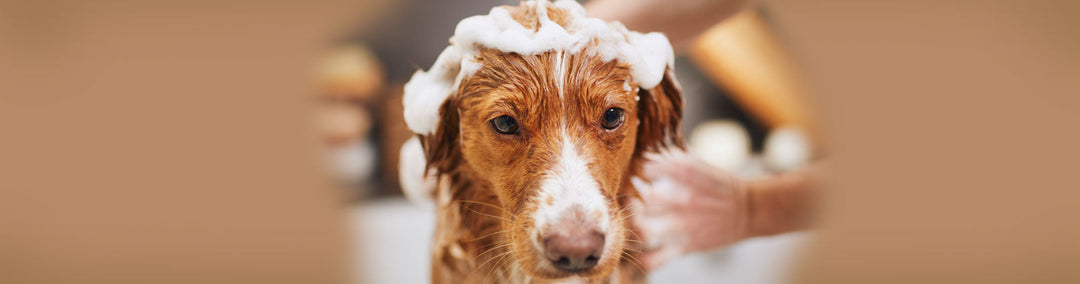Pflege & Hygiene für Hunde bei Felliono
