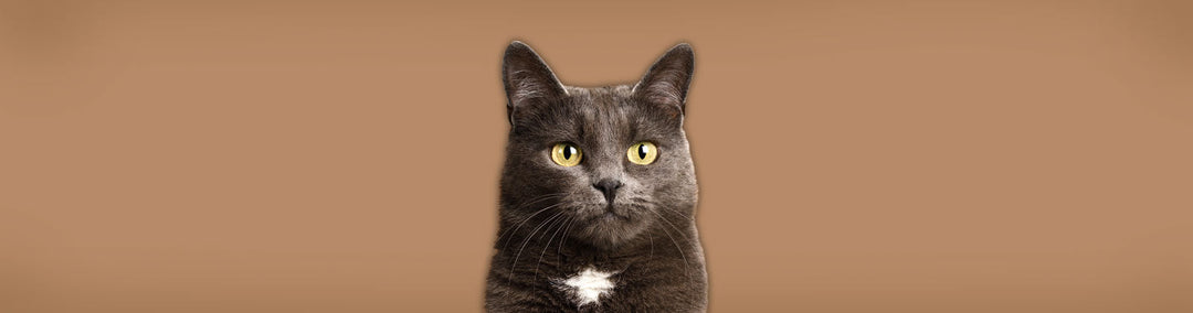 Alle für Katzen bei Felliono